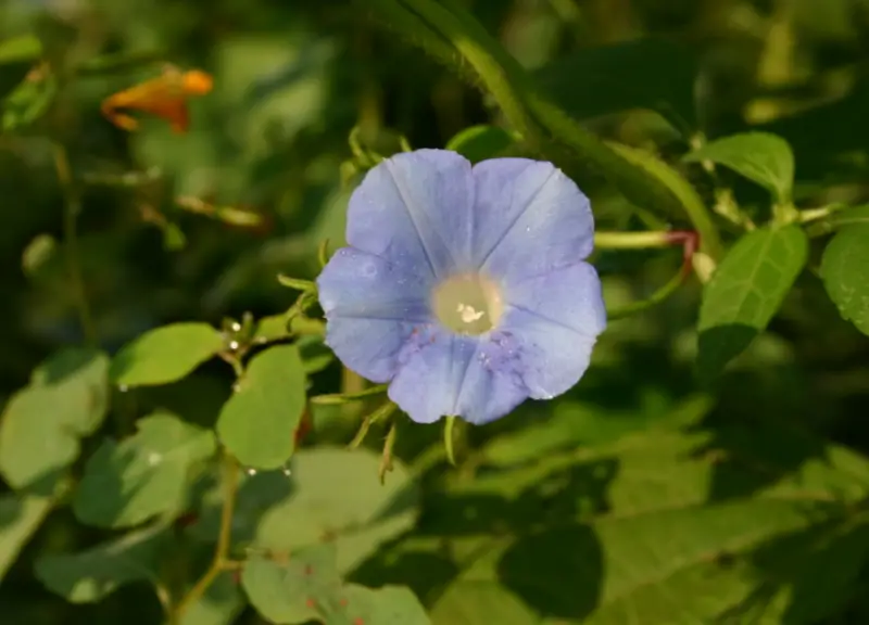 Morning Glory Varieties