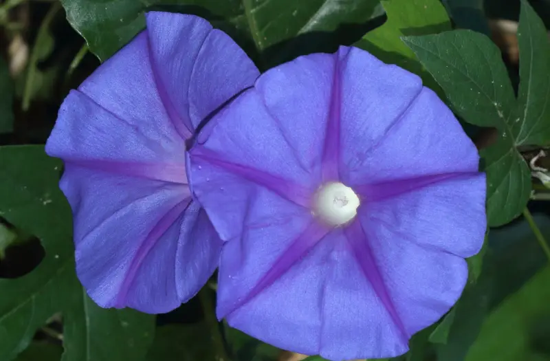 Morning Glory Varieties