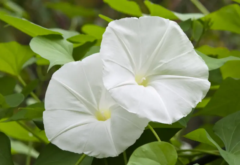 Morning Glory Varieties