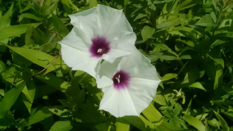 Morning Glory Varieties