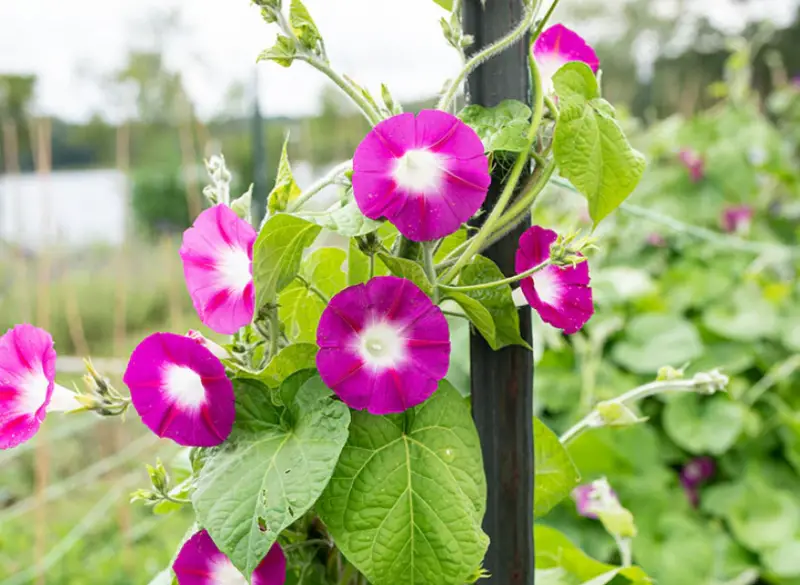 Morning Glory Varieties