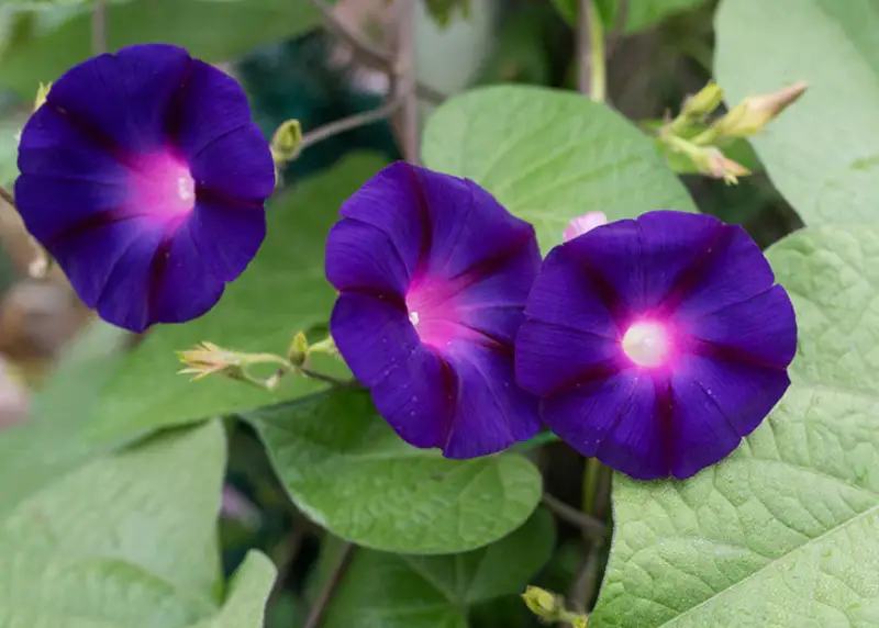 Morning Glory Varieties