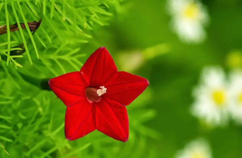 Morning Glory Varieties