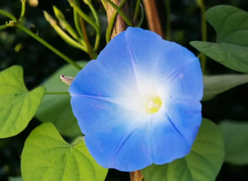 Morning Glory Varieties