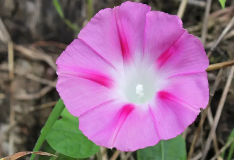 Morning Glory Varieties