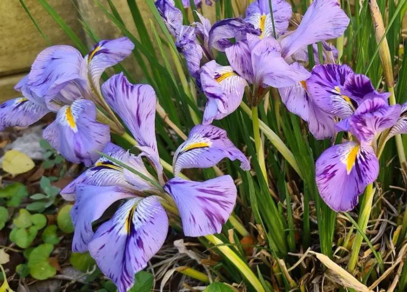 Flowers That Bloom in Winter