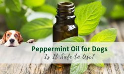 Is Peppermint Oil Safe for Dogs? Here’s What You Need to Know