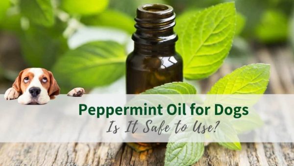 Is Peppermint Oil Safe for Dogs