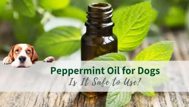 Is Peppermint Oil Safe for Dogs