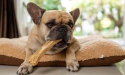 Is Rawhide Bad for Dogs? What Every Pet Owner Needs to Know