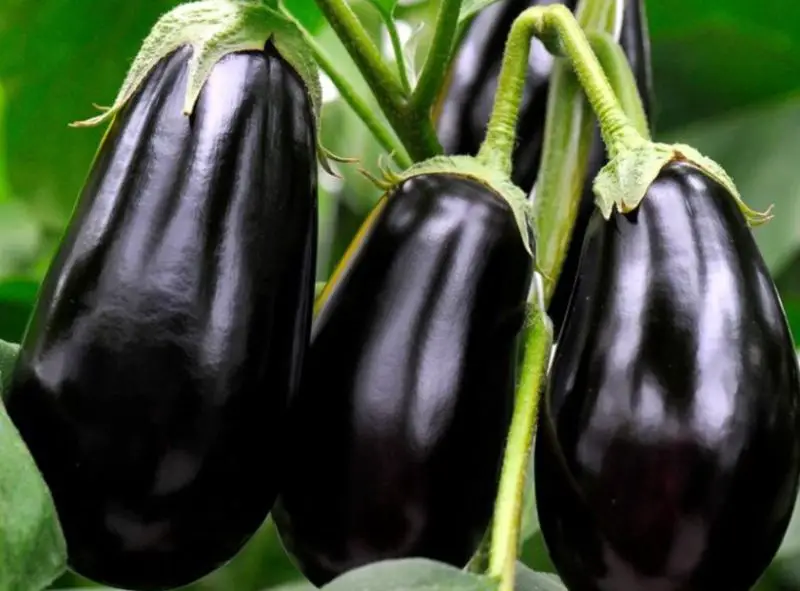 Types of Eggplants