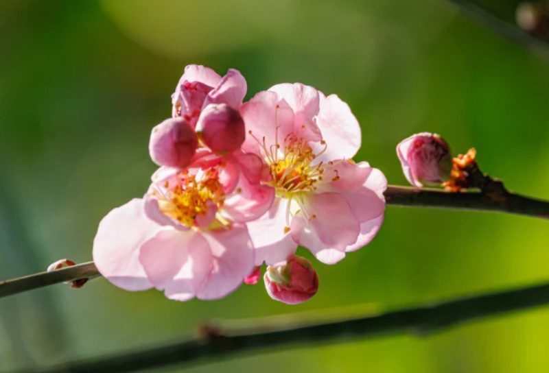 Flowers That Bloom in Winter