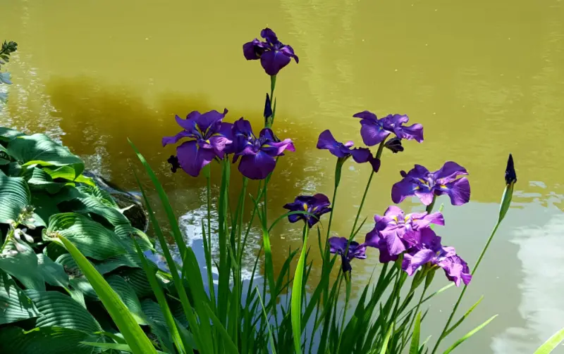 Pond Plants