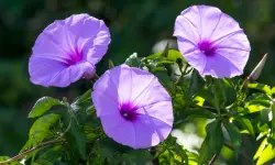 28 Morning Glory Varieties with Pictures and Names