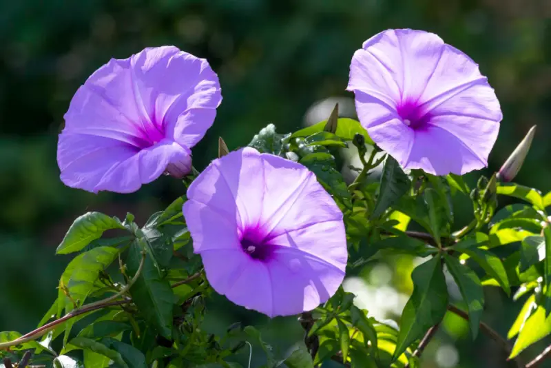 Flowers That Attract Hummingbirds