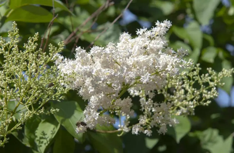 Lilac Flowers