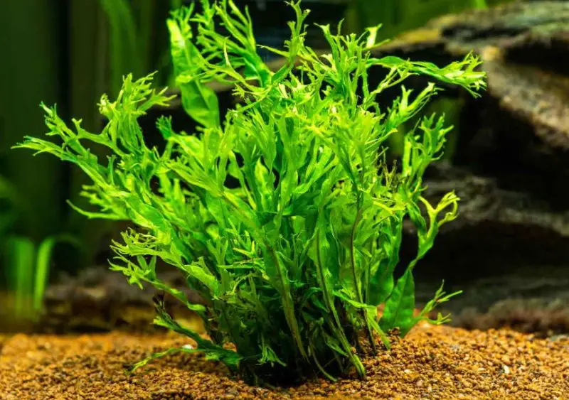 Aquatic Plants