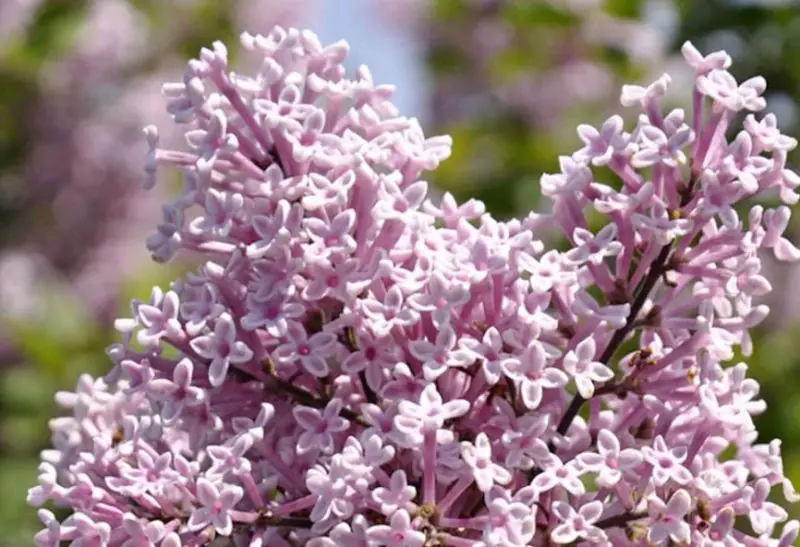 Lilac Flowers