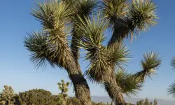 Joshua Tree (Yucca brevifolia) Care and Growing Guide