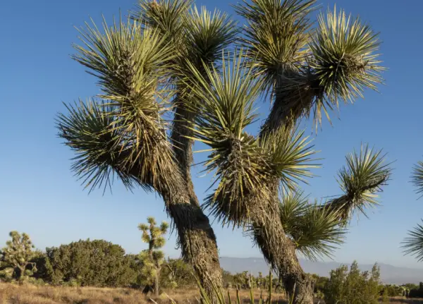 Joshua Tree