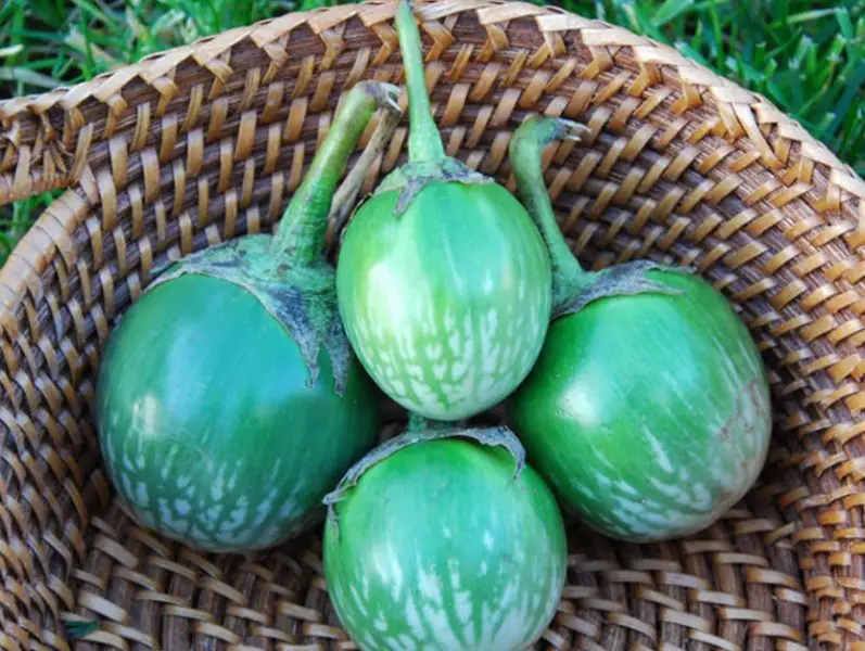 Types of Eggplants