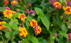 Lantana Camara Care and Growing Guide with Ultimate Tips