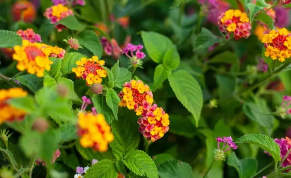 Lantana Camara