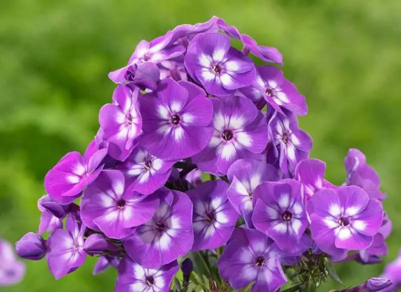 Phlox Flowers