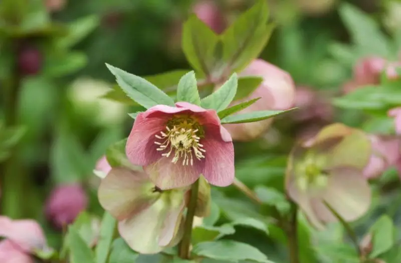 Flowers That Bloom in Winter