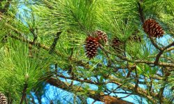 Longleaf Pine (Pinus palustris) Care and Growing Guide