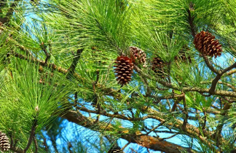 Longleaf Pine