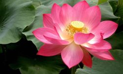 Lotus Flowers Care and Growing Guide (Most Detailed)