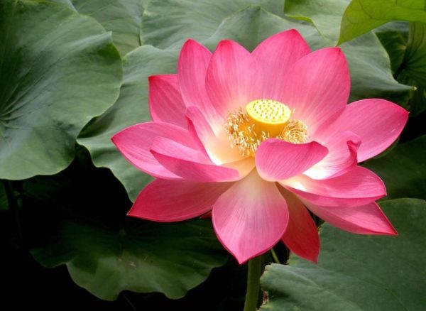 Lotus Flowers