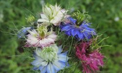 Love-in-a-Mist Care and Growing Guide (Most Detailed)