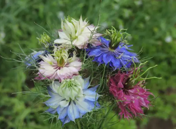 Love-in-a-Mist