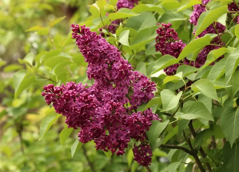 Lilac Flowers