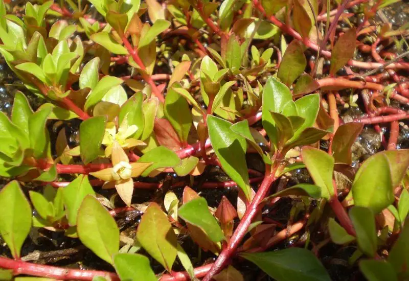 Aquatic Plants