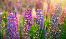 Lupine Flowers Care and Growing Guide (Most Detailed)