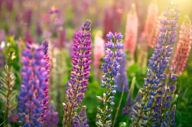 Lupine Flowers