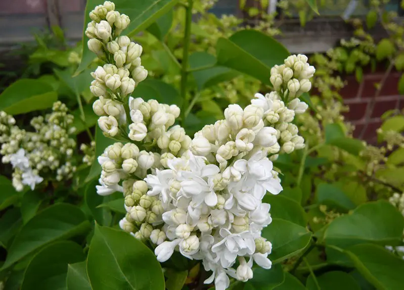 Lilac Flowers