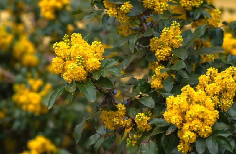 Flowers That Bloom in Winter