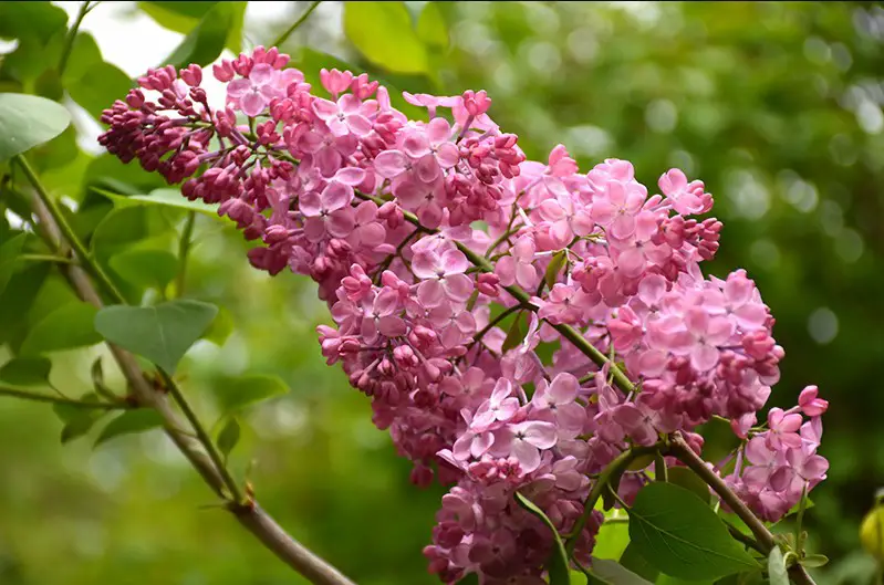 Lilac Flowers