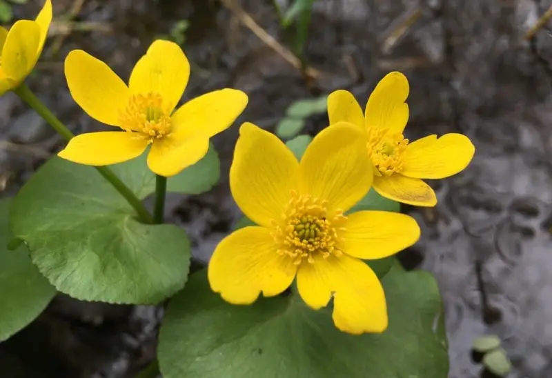 Pond Plants