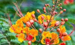 Mexican Bird of Paradise Care and Growing Guide (Most Detailed)