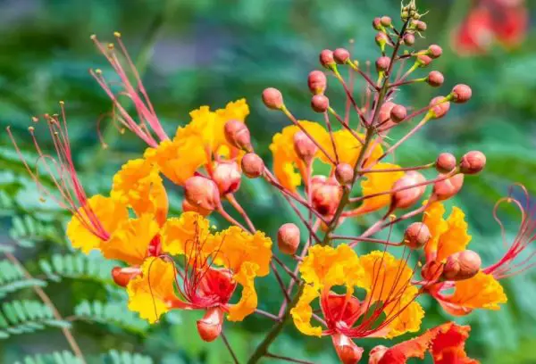 Mexican Bird of Paradise