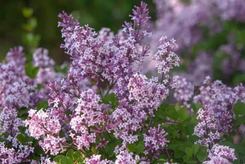 Lilac Flowers