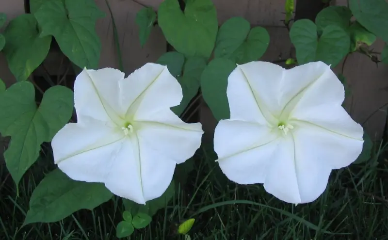 Morning Glory Varieties