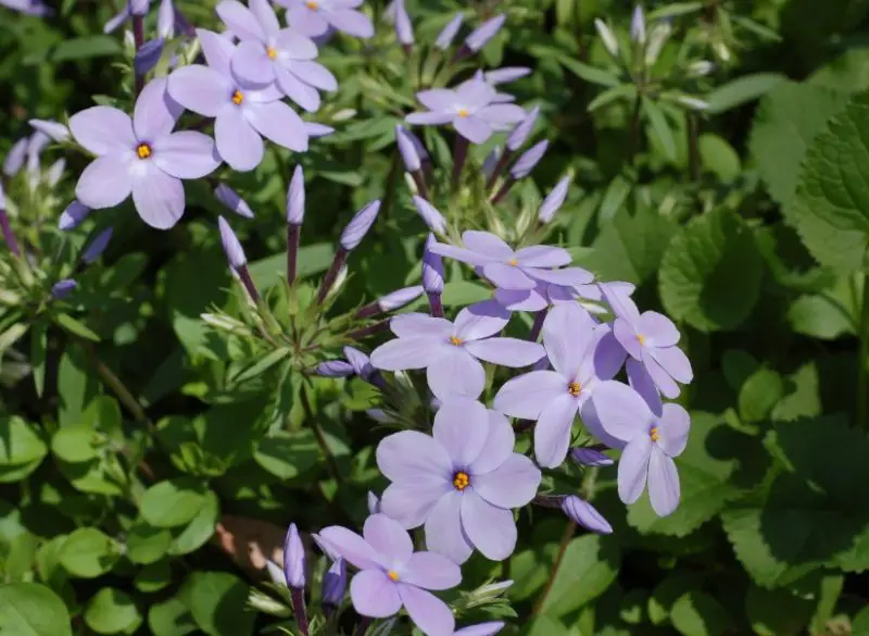 Phlox Flowers