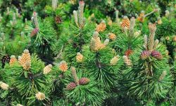 Mugo Pine (Pinus mugo) Care and Growing Guide (Most Detailed)