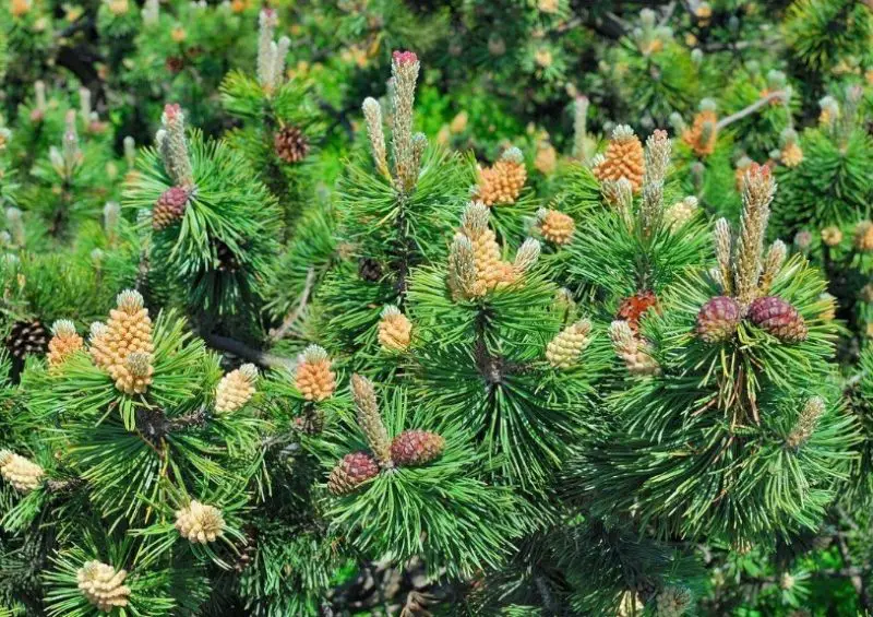 Mugo Pine